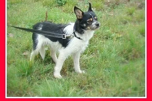 Mikropiesek ORK,rodzinny,grzeczny,spokojny,łagodny
