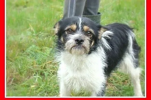 Mikropiesek ORK,rodzinny,grzeczny,spokojny,łagodny