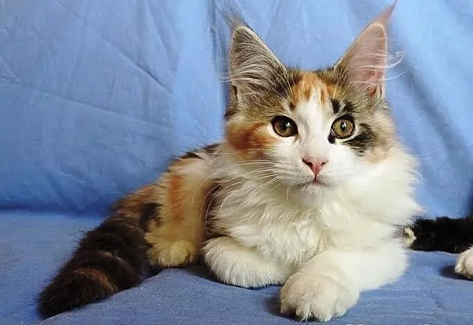 Szylkretowe kotki maine coon
