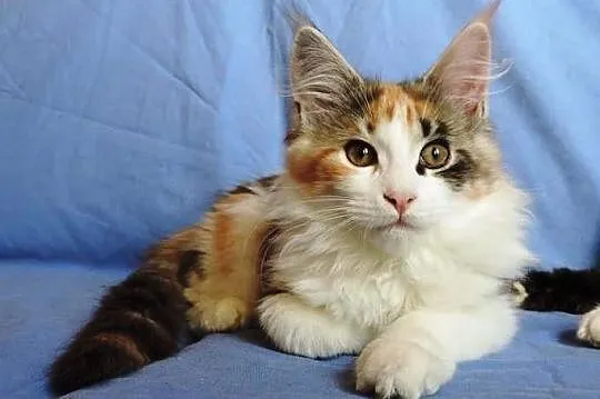 Szylkretowe kotki maine coon