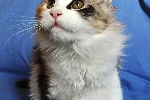 Szylkretowe kotki maine coon
