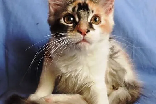 Szylkretowe kotki maine coon