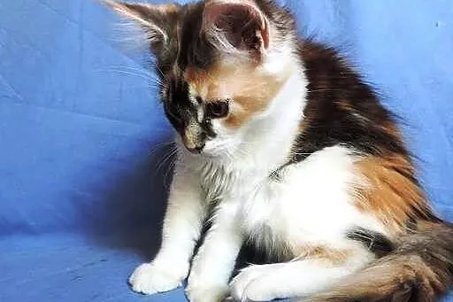 Szylkretowe kotki maine coon