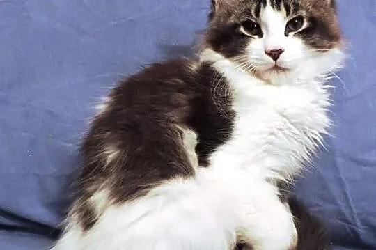 Szylkretowe kotki maine coon
