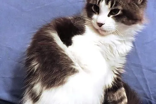 Szylkretowe kotki maine coon