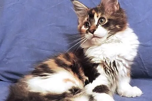 Szylkretowe kotki maine coon