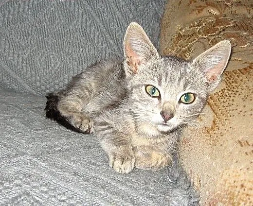 Sreberko kociczka 8 tyg adopcja!!, świętokrzyskie