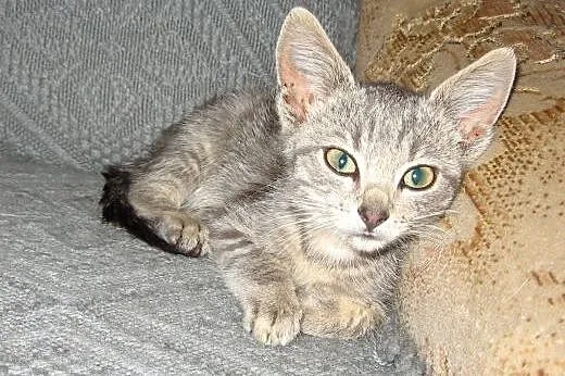 Sreberko kociczka 8 tyg adopcja!!,  świętokrzyskie