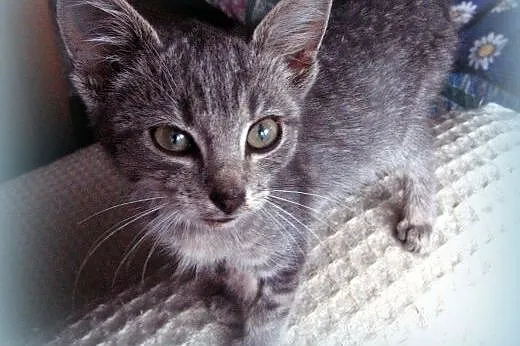 Sreberko kociczka 8 tyg adopcja!!,  świętokrzyskie