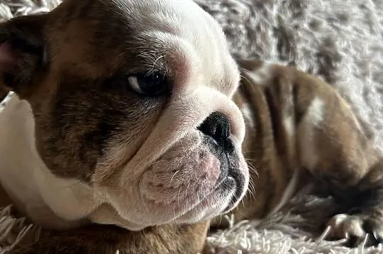 Buldog Angielski, Kujawsko-pomorskie, Toruń