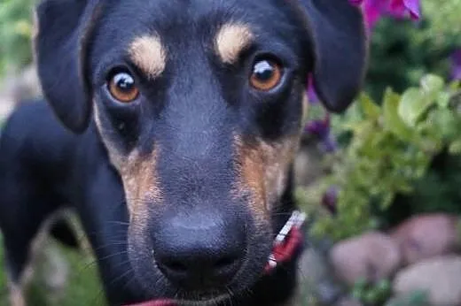 Czako, roczny, grzeczny piesek szuka swojego domku