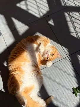 Garfield - mądry, ułożony kotek szuka domu!  Czy ktoś otworzy serce dla naszego rudzielca? Garfield, , Warszawa