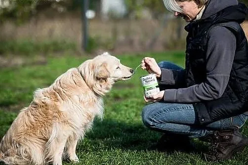 Cudny Budyń, odlotowy, do adopcji jest już gotowy;
