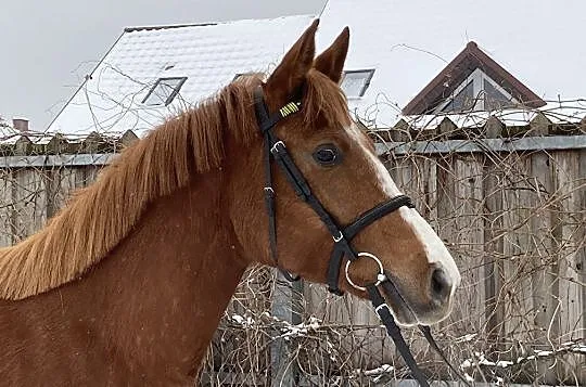 Clarisa, , Pruszowice