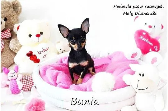 Mini Suczka BUNIA Ratlerek XS! Pinczer miniaturowy z Rodowodem 5m-cy