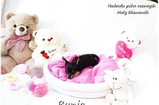 Mini Suczka BUNIA Ratlerek XS! Pinczer miniaturowy z Rodowodem 5m-cy, Lubuskie, Żary