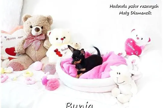 Mini Suczka BUNIA Ratlerek XS! Pinczer miniaturowy z Rodowodem 5m-cy, Lubuskie, Żary