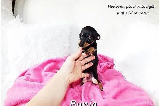 Mini Suczka BUNIA Ratlerek XS! Pinczer miniaturowy z Rodowodem 5m-cy, Lubuskie, Żary