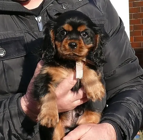 Rodowodowy cavalier czarny podpalany