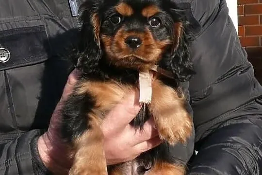 Rodowodowy cavalier czarny podpalany