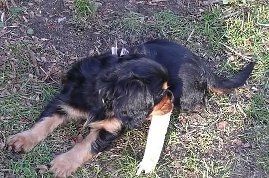 Rodowodowy cavalier czarny podpalany