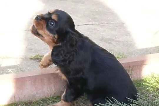 Rodowodowy cavalier czarny podpalany