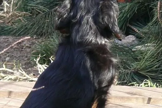Rodowodowy cavalier czarny podpalany