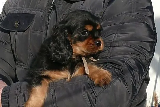 Rodowodowy cavalier czarny podpalany
