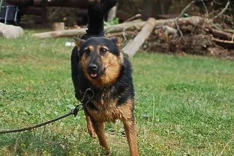 Przyjazny, wesoły owczarek Borys ADOPCJA,  Kundelk