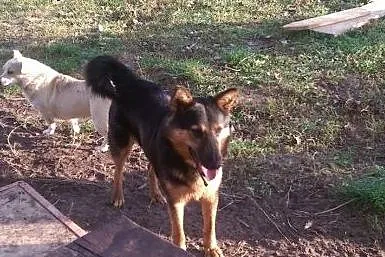 Przyjazny, wesoły owczarek Borys ADOPCJA,  Kundelk
