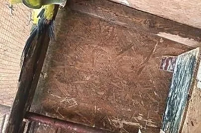 Sprzedam papugi, Wielkopolskie, Pleszew