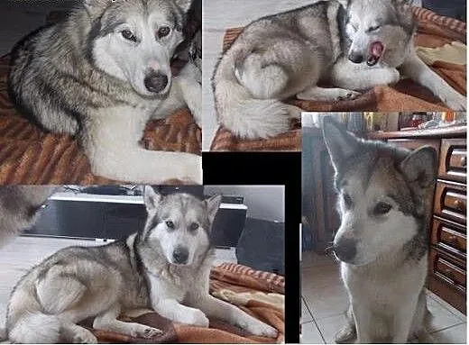 Shila - młoda, kochana pięknotka pilnie szuka domu
