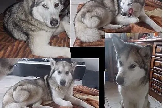 Shila - młoda, kochana pięknotka pilnie szuka domu, mazowieckie Warszawa