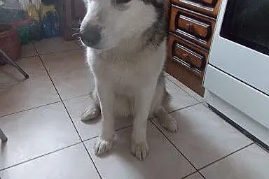 Shila - młoda, kochana pięknotka pilnie szuka domu