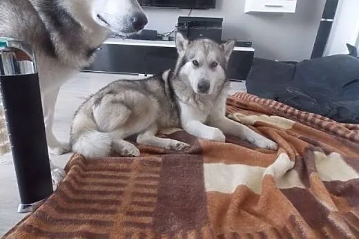 Shila - młoda, kochana pięknotka pilnie szuka domu