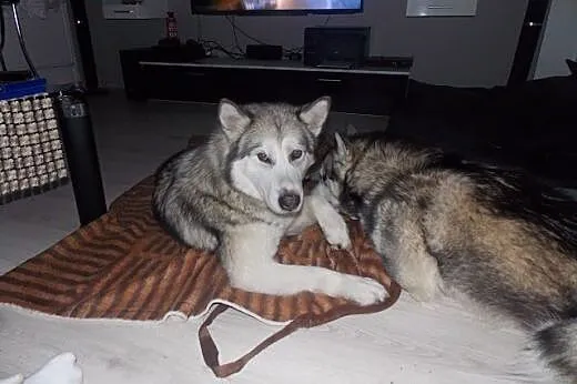 Shila - młoda, kochana pięknotka pilnie szuka domu