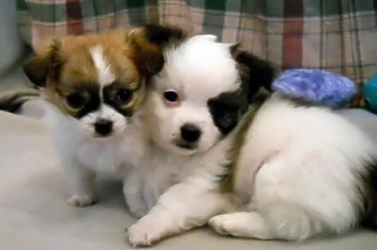 Dwa pieski Chihuahua długowłose na sprzedaż