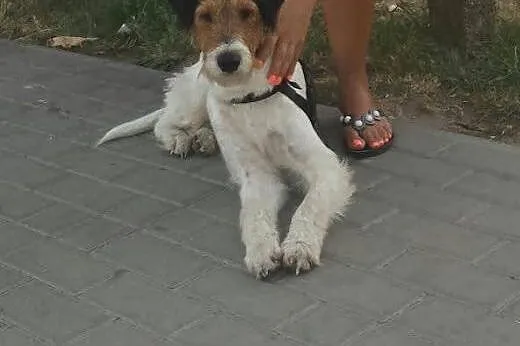 Inteligentny, przyjazny i posłuszny Fafik - FOX TERRIER ADOPCJA,  Kundelki cała Polska