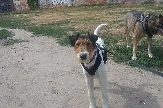 Inteligentny, przyjazny i posłuszny Fafik - FOX TE