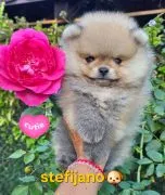 Pomeranian BOO Piękne zarejestrowane szczenięta na sprzedaż