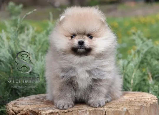 Pomeranian BOO Piękne zarejestrowane szczenięta na sprzedaż, Mazowieckie, Warszawa