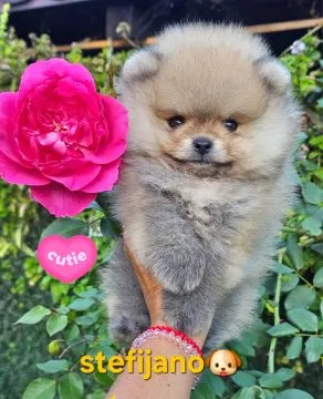Pomeranian BOO Piękne zarejestrowane szczenięta na sprzedaż