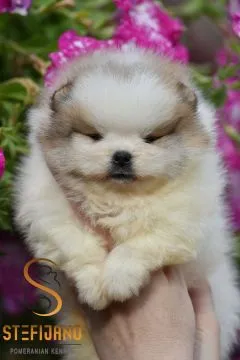 Pomeranian BOO Piękne zarejestrowane szczenięta na sprzedaż, Mazowieckie, Warszawa