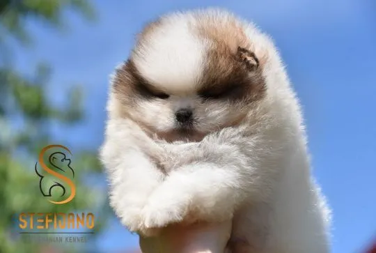 Pomeranian BOO Piękne zarejestrowane szczenięta na sprzedaż, Mazowieckie, Warszawa