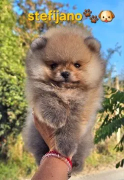 Pomeranian BOO Piękne zarejestrowane szczenięta na sprzedaż, Mazowieckie, Warszawa
