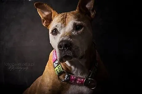 Amstaffka Berta czeka na dobry dom,  Amstaff cała 