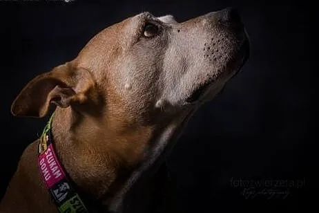 Amstaffka Berta czeka na dobry dom,  Amstaff cała 