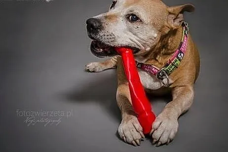 Amstaffka Berta czeka na dobry dom,  Amstaff cała 