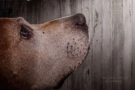 Amstaffka Berta czeka na dobry dom,  Amstaff cała 