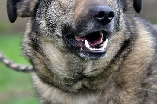 Nero - pies bez wad! Adoptuj!,  małopolskie Kraków